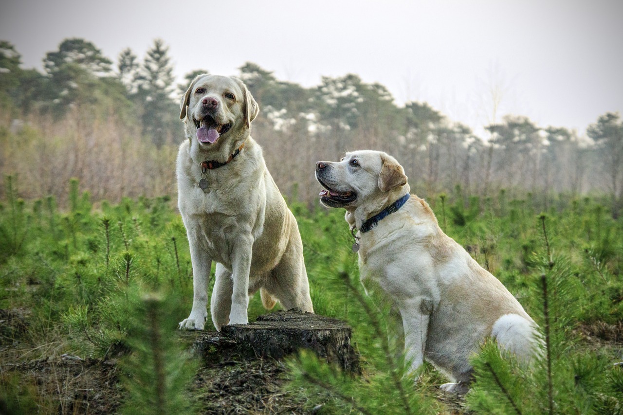 What the difference between Golden Retriever and Labrador?