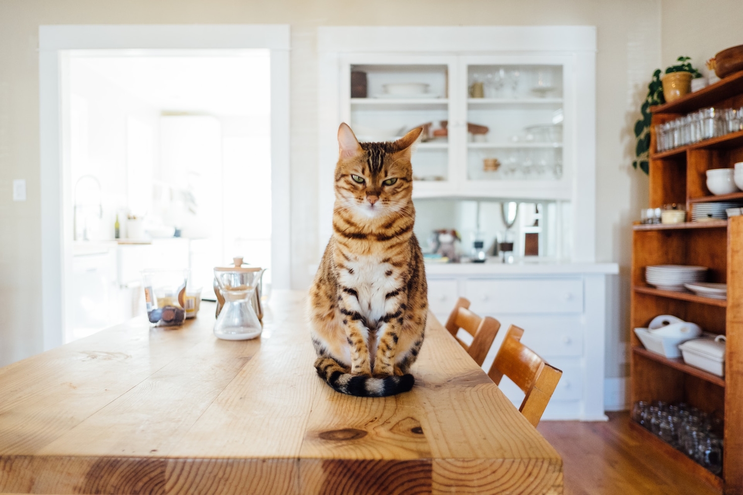 The Science Behind: Why Cats Chase Laser Pointers